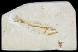 Cretaceous Fossil Fish (Armigatus)- Lebanon #111681-1
